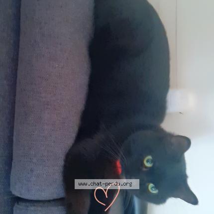 Foto 1/1 Shadow Chat perdido en Challans