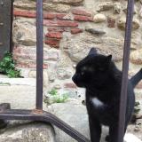 Foto de gato encontrado en Elne