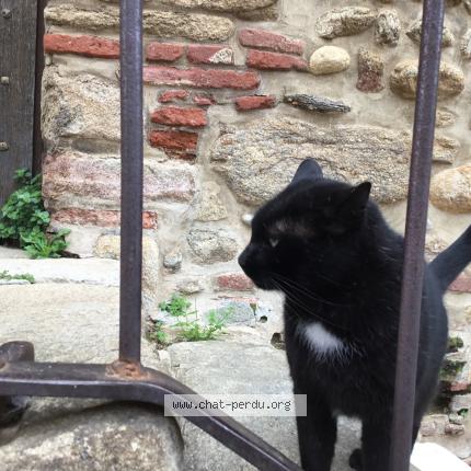 Foto 1/1 Gato encontrado Encontrado en Elne