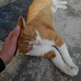 Foto de gato encontrado en La Chapelle Blanche Saint Martin