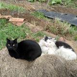 Foto del gato perdido en Arlet