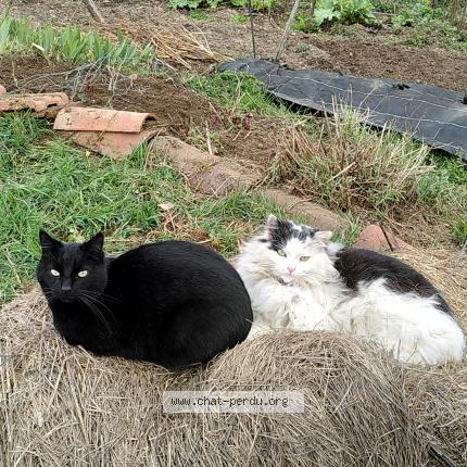 Foto 1/1 Mimi Chat perdido en Arlet