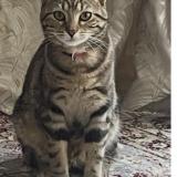 Foto del gato perdido en Torcy