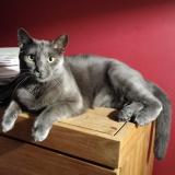 Foto del gato perdido en Forest