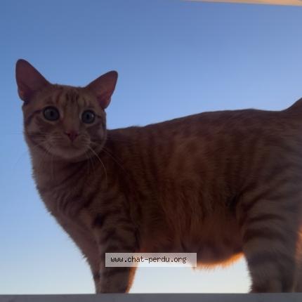 Foto 1/1 Bandgo Chat perdido en Toulouse