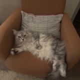 Foto del gato perdido en Poitiers