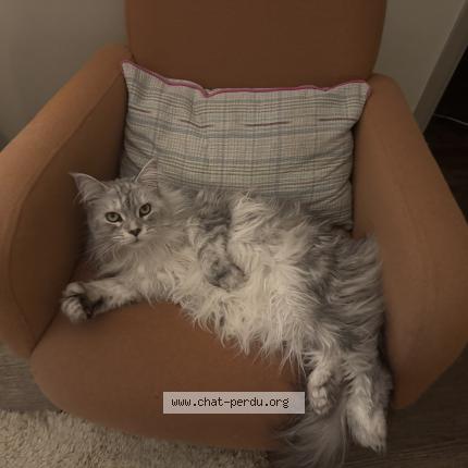 Foto 1/1 Billie Chat perdido en Poitiers