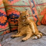 Foto del gato perdido en Moidieu Detourbe