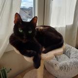 Foto del gato perdido en Chalon Sur Saone