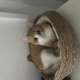 Foto del gato perdido en Cussac Fort Medoc