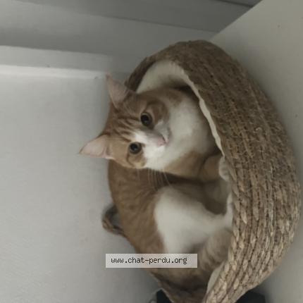 Foto 1/1 Sasha Chat perdido en Cussac fort medoc