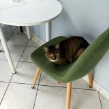 Foto del gato perdido en Lagord