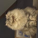 Foto del gato perdido en Allauch