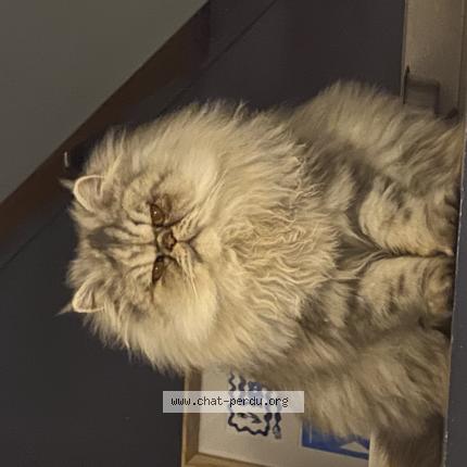 Foto 1/1 Niki Chat perdido en Allauch