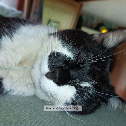 Foto 1/1 Bart Chat perdido en Laruscade