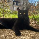 Foto del gato perdido en Poitiers