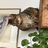 Foto del gato perdido en Lausanne