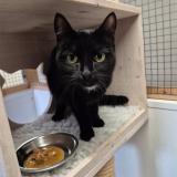 Foto del gato perdido en Clarens