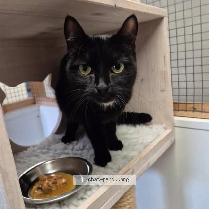 Foto 1/1 Sophie Chat perdido en Clarens