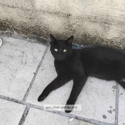 Foto 1/1 Bidule Chat perdido en Louvroil