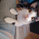 Foto del gato perdido en Faches Thumesnil