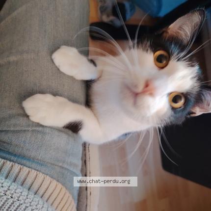 Foto 1/1 Atlas Chat perdido en Faches thumesnil