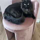 Foto del gato perdido en Triel Sur Seine