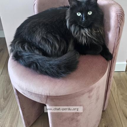 Foto 1/1 Olympe Chat perdido en Triel sur seine