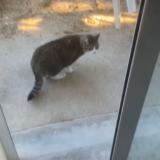 Foto del gato perdido en Monteux