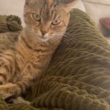 Foto del gato perdido en Belfort