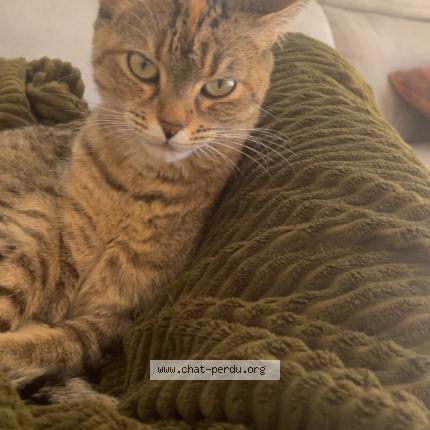 Foto 1/1 Haku Chat perdido en Belfort