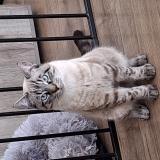 Foto del gato perdido en Gap