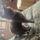 Foto del gato perdido en Compiegne