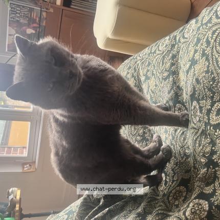 Foto 1/1 Hector Chat perdido en Compiegne