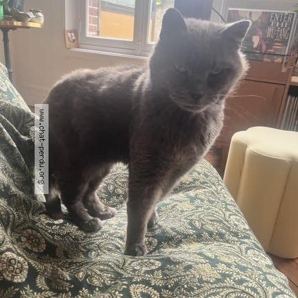 Foto 1/1 Hector Chat perdido en Compiegne