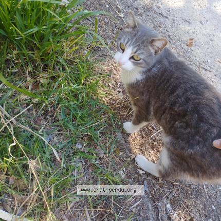 Foto 1/1 Gato encontrado Encontrado en Montpellier