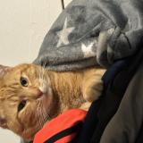 Foto del gato perdido en Pontault Combault