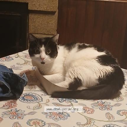 Foto 1/1 Pandi Chat perdido en Saint mars sur la futaie