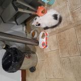 Foto de gato encontrado en Chelles