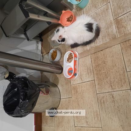 Foto 1/1 Gato encontrado Encontrado en Chelles