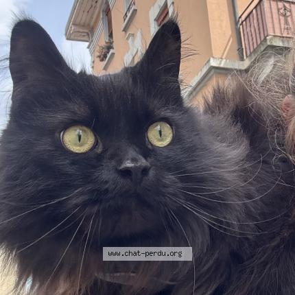 Foto 1/1 Haku Chat perdido en Lausanne