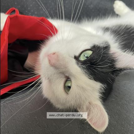 Foto 1/1 Gato encontrado Perdido en St michel de fronsac