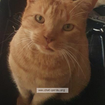 Foto 1/1 Patachou Chat perdido en Montpellier