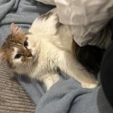 Foto del gato perdido en Paris