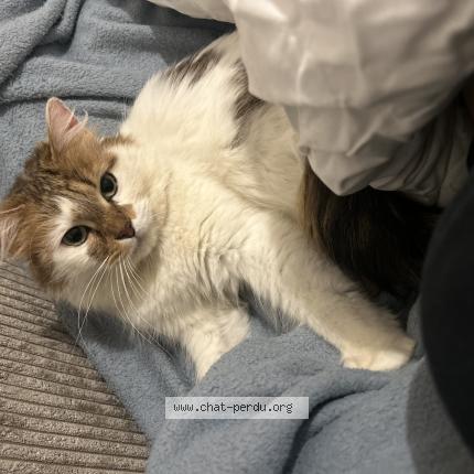 Foto 1/1 Bichette Chat perdido en Paris