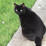 Foto del gato perdido en Pechbonnieu