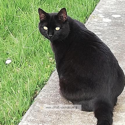 Foto 1/1 Mojito Chat perdido en Pechbonnieu