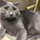 Foto del gato perdido en Sannois