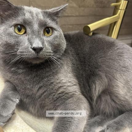 Foto 1/1 Néné Chat perdido en Sannois