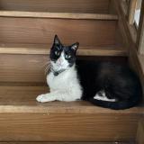 Foto del gato perdido en Dingy En Vuache